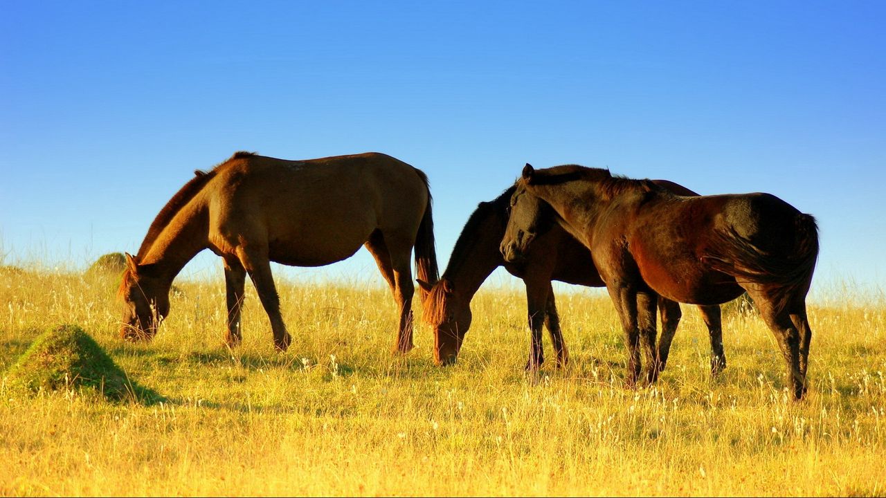 Wallpaper horse, field, grass, walk, food