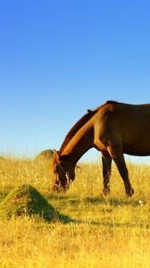 Preview wallpaper horse, field, grass, walk, food