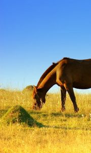 Preview wallpaper horse, field, grass, walk, food