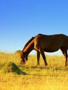 Preview wallpaper horse, field, grass, walk, food