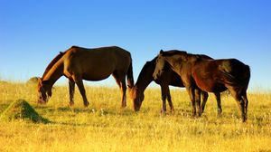 Preview wallpaper horse, field, grass, walk, food