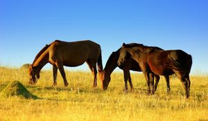 Preview wallpaper horse, field, grass, walk, food