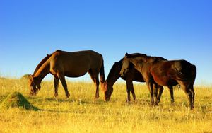 Preview wallpaper horse, field, grass, walk, food