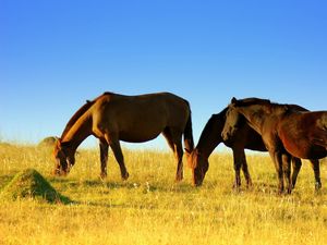 Preview wallpaper horse, field, grass, walk, food