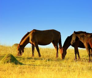 Preview wallpaper horse, field, grass, walk, food