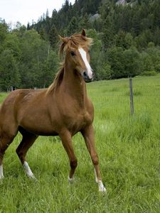 Preview wallpaper horse, field, grass, trees