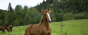 Preview wallpaper horse, field, grass, trees