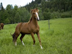 Preview wallpaper horse, field, grass, trees