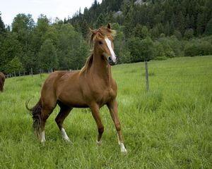 Preview wallpaper horse, field, grass, trees