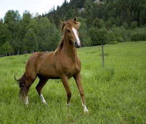 Preview wallpaper horse, field, grass, trees