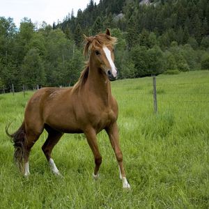 Preview wallpaper horse, field, grass, trees