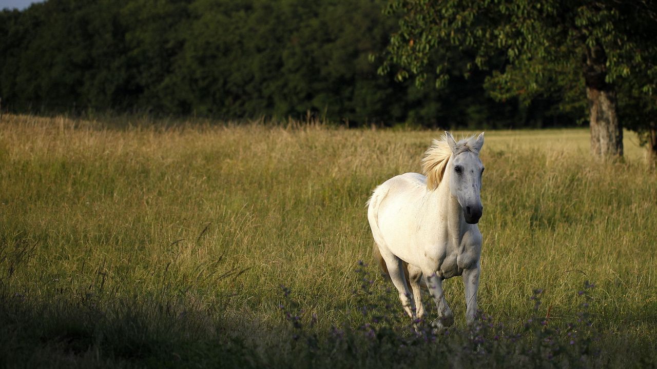 Wallpaper horse, field, grass, escape