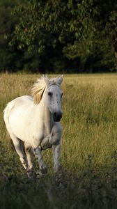 Preview wallpaper horse, field, grass, escape