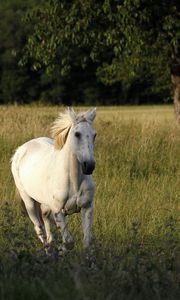 Preview wallpaper horse, field, grass, escape