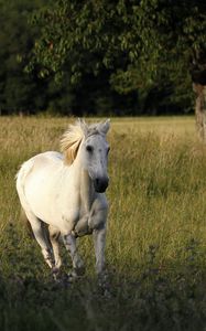 Preview wallpaper horse, field, grass, escape