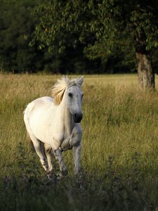 Preview wallpaper horse, field, grass, escape