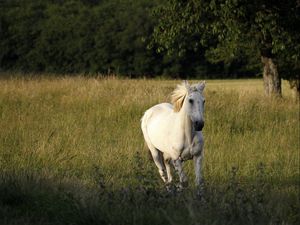 Preview wallpaper horse, field, grass, escape
