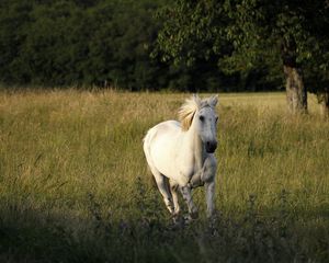 Preview wallpaper horse, field, grass, escape