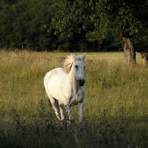 Preview wallpaper horse, field, grass, escape