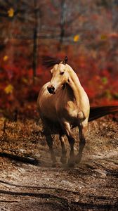 Preview wallpaper horse, field, grass, trail, running, wind