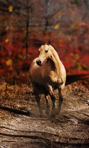 Preview wallpaper horse, field, grass, trail, running, wind