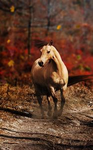 Preview wallpaper horse, field, grass, trail, running, wind