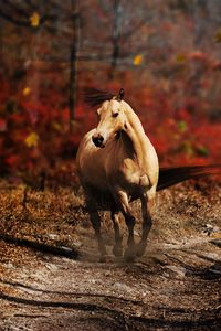 Preview wallpaper horse, field, grass, trail, running, wind