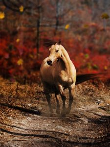 Preview wallpaper horse, field, grass, trail, running, wind