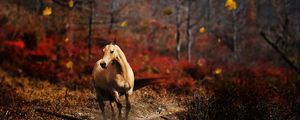 Preview wallpaper horse, field, grass, trail, running, wind