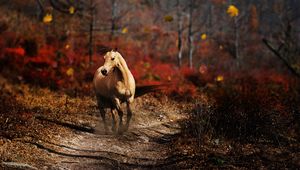 Preview wallpaper horse, field, grass, trail, running, wind