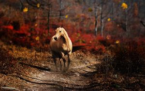 Preview wallpaper horse, field, grass, trail, running, wind