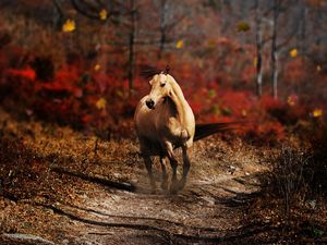 Preview wallpaper horse, field, grass, trail, running, wind