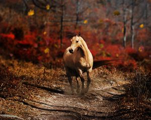 Preview wallpaper horse, field, grass, trail, running, wind