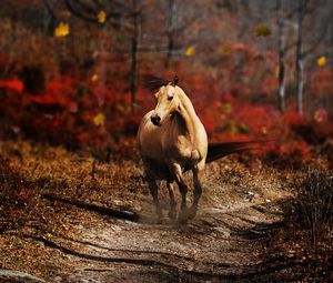 Preview wallpaper horse, field, grass, trail, running, wind