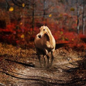 Preview wallpaper horse, field, grass, trail, running, wind