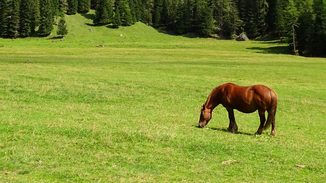 Wallpaper horse, field, grass, trees, mountain