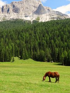 Preview wallpaper horse, field, grass, trees, mountain