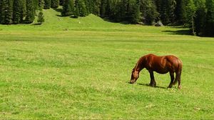 Preview wallpaper horse, field, grass, trees, mountain
