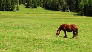 Preview wallpaper horse, field, grass, trees, mountain