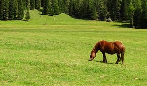 Preview wallpaper horse, field, grass, trees, mountain