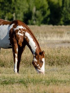 Preview wallpaper horse, field, grass, eating, walking, spotted