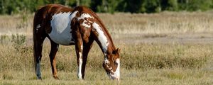 Preview wallpaper horse, field, grass, eating, walking, spotted