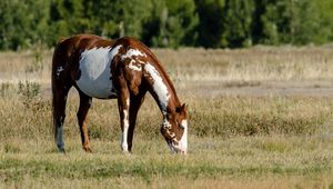 Preview wallpaper horse, field, grass, eating, walking, spotted