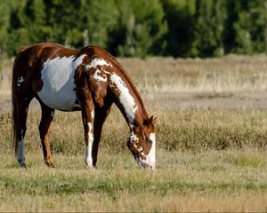 Preview wallpaper horse, field, grass, eating, walking, spotted