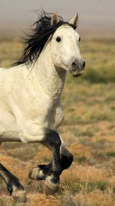 Preview wallpaper horse, field, light, run