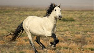 Preview wallpaper horse, field, light, run