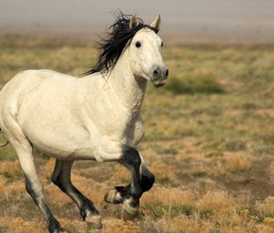 Preview wallpaper horse, field, light, run