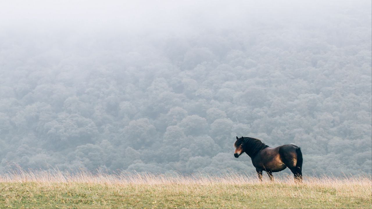 Wallpaper horse, field, mane, wind