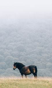 Preview wallpaper horse, field, mane, wind