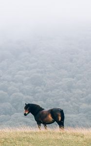 Preview wallpaper horse, field, mane, wind